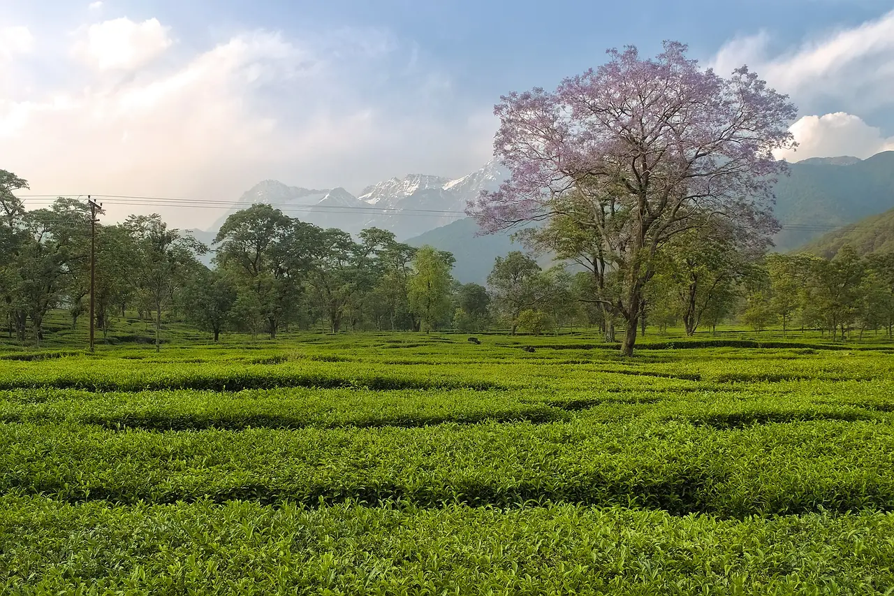 Tea gardens below the Dhauladhar range in Kangra