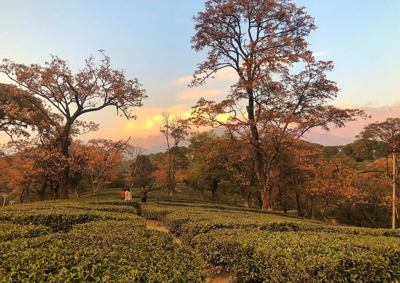 Evening light over a Kangra tea garden