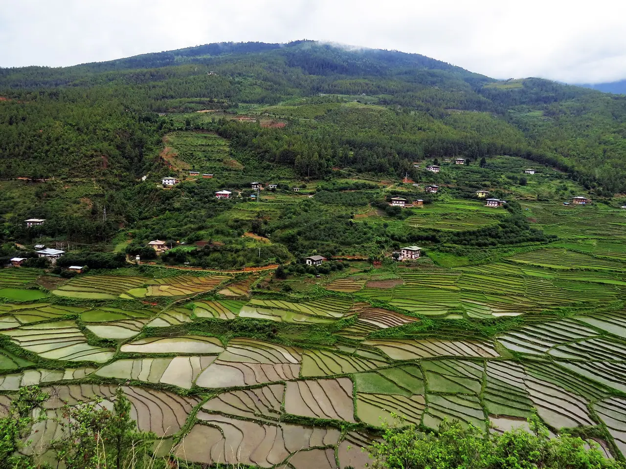Rice terraces in western Bhutan