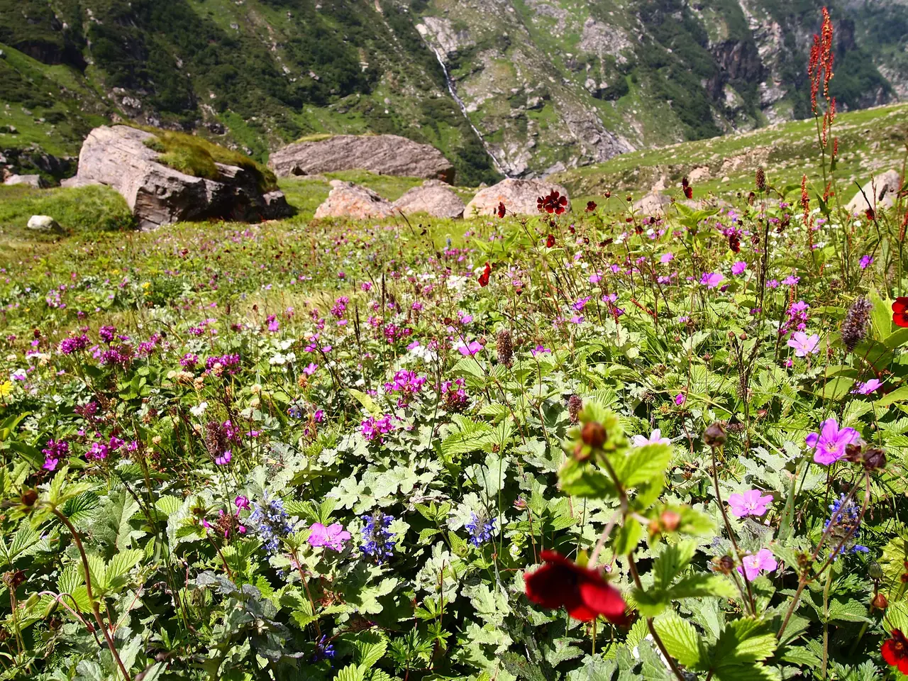 Wildflowers in the upper Parvati valley