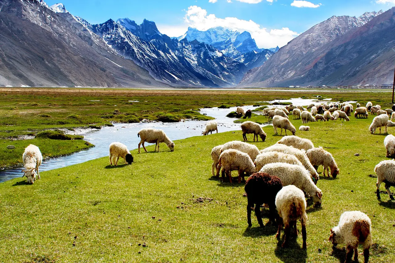 Sheep grazing beside a stream near Rangdum