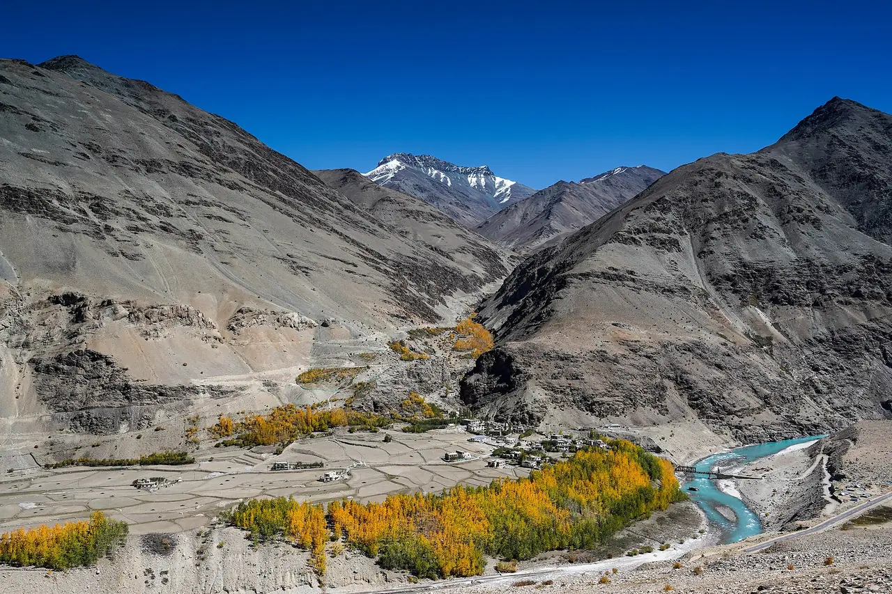 Autumn poplars in a Zanskar side valley